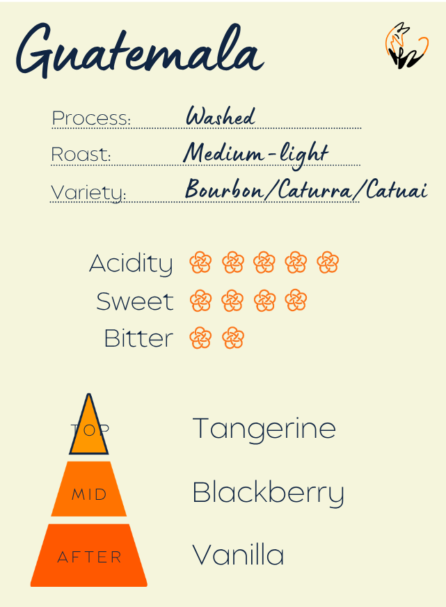 Guatemala La Morena Huehuetenango Washed